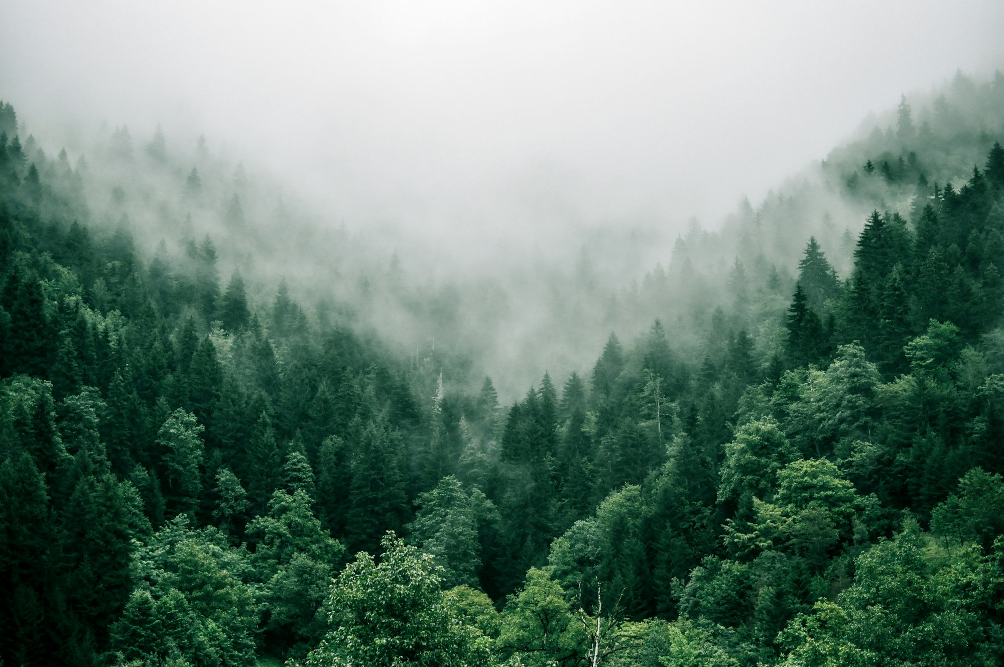 Forest Background